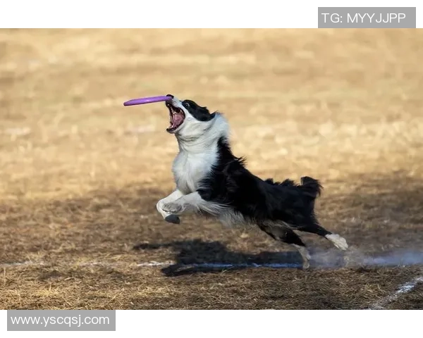 北京飞盘队节奏表现分析：数据揭示团队配合与战术执行的奥秘